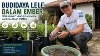 Budidaya Lele dalam Ember: Peluang Usaha Mikro yang Menguntungkan